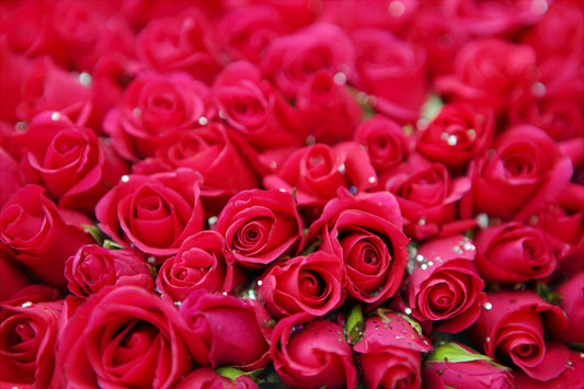 Wellness on Valentine’s Day: Nurturing Yourself and Your Loved Ones
