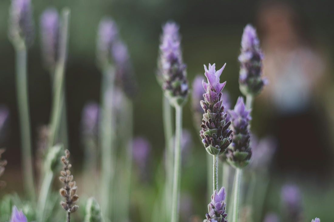 Essential Oils for Anxiety: Natural Relief for a Calmer Mind