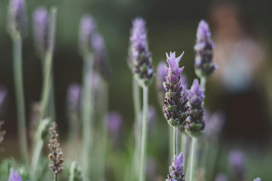 Essential Oils for Anxiety: Natural Relief for a Calmer Mind